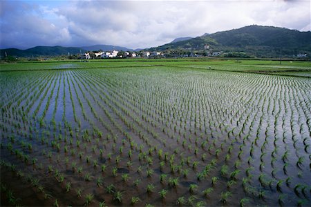 simsearch:873-06440893,k - Riz Paddy, le comté de Pingtung, Parc National de Kenting, Taiwan Photographie de stock - Rights-Managed, Code: 700-00866370