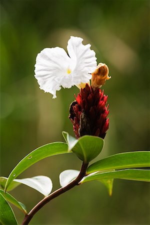 stop to smell the flowers - Crepe Ginger Flower, Sungei Buloh Wetlands Reserve, Singapore Stock Photo - Rights-Managed, Code: 700-00866428