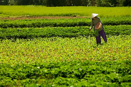 sow - Woman Working i n Field, Kim Bong, Vietnam Stock Photo - Rights-Managed, Code: 700-00866480