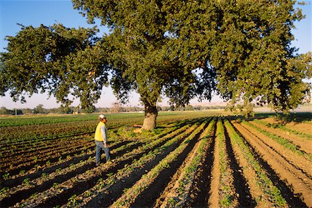 simsearch:700-00039061,k - Landwirt im Feld Stockbilder - Lizenzpflichtiges, Bildnummer: 700-00866693