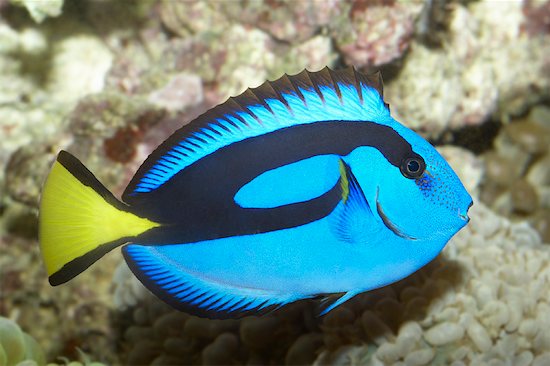 Blue Tang Stock Photo - Premium Rights-Managed, Artist: Greg Stott, Image code: 700-00897535