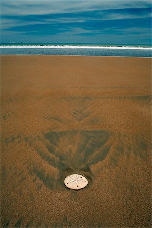 equinoideos - Sand Dollar On the Beach, Playa Uvita, Costa Rica Foto de stock - Con derechos protegidos, Código: 700-00897594