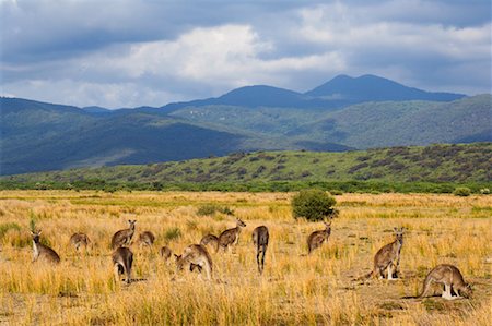 Kangaroos, Mount Vereker, Wilsons Promontory National Park, Victoria, Australia Stock Photo - Rights-Managed, Code: 700-00917879