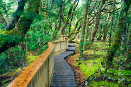 subtropical - Boardwalk, Cradle Mountain Lake- St Clair National Park, Tasmania, Australia Stock Photo - Rights-Managed, Code: 700-00917900