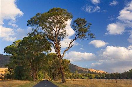 Route et des arbres, la Cordillère australienne, Victoria, Australie Photographie de stock - Rights-Managed, Code: 700-00917903