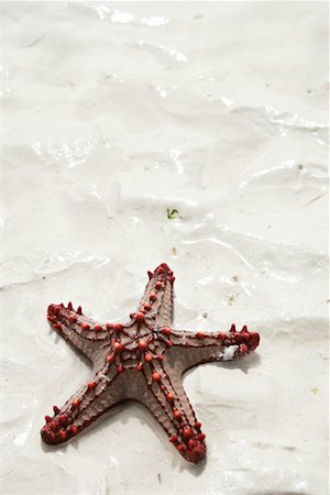 starfish beach nobody - Sea Star Stock Photo - Rights-Managed, Code: 700-00918344