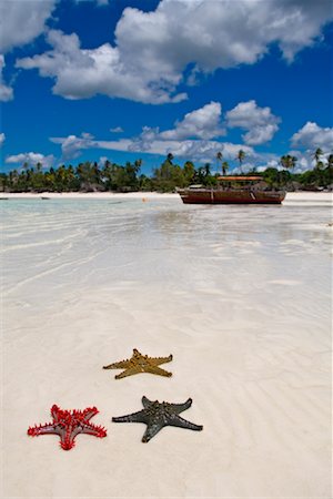 Sea Stars on Beach, Zanzibar, Tanzania Stock Photo - Rights-Managed, Code: 700-00918398