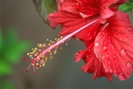 Hibiscus Flower Foto de stock - Con derechos protegidos, Código: 700-00918390