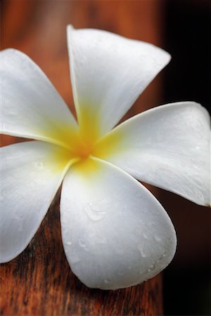 simsearch:700-00955111,k - Plumeria Foto de stock - Con derechos protegidos, Código: 700-00918391