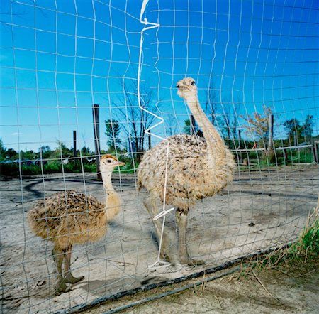 fences and barriers for wild animals - Ostriches Stock Photo - Rights-Managed, Code: 700-00918498