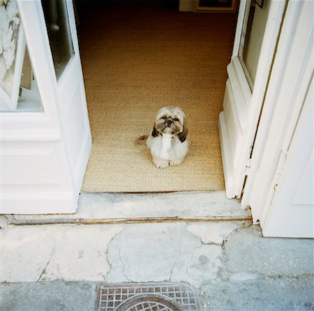 Chien assis dans l'embrasure de la porte Photographie de stock - Rights-Managed, Code: 700-00918514