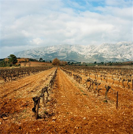 dried crop field - Vineyard, Aix-en-Provence, Provence, France Foto de stock - Con derechos protegidos, Código: 700-00918523