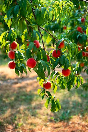 peach farm - Peach Tree Stock Photo - Rights-Managed, Code: 700-00910915