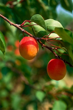 peach farm - Peach Tree Stock Photo - Rights-Managed, Code: 700-00910913