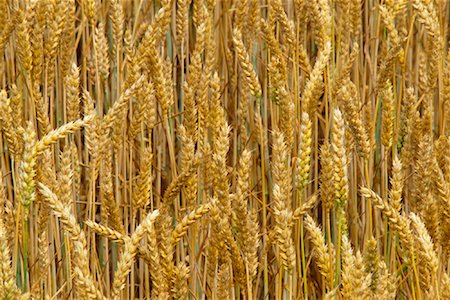 Close-Up of Wheat Stock Photo - Rights-Managed, Code: 700-00910949