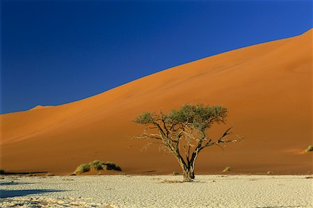 deciduous desert - Tree in Desert, Namib Desert, Namibia, Africa Stock Photo - Rights-Managed, Code: 700-00910958