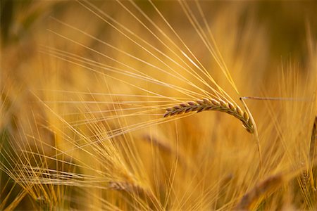 simsearch:700-03084030,k - Close-up of Wheat Stock Photo - Rights-Managed, Code: 700-00910959