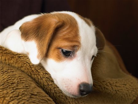 sad animal faces - Portrait of Puppy Stock Photo - Rights-Managed, Code: 700-00911754