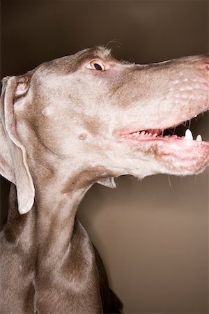 scared dog - Portrait of Dog Stock Photo - Rights-Managed, Code: 700-00912298