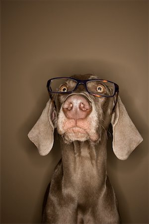 simsearch:700-00912301,k - Portrait of Dog Wearing Eyeglasses Foto de stock - Con derechos protegidos, Código: 700-00912299