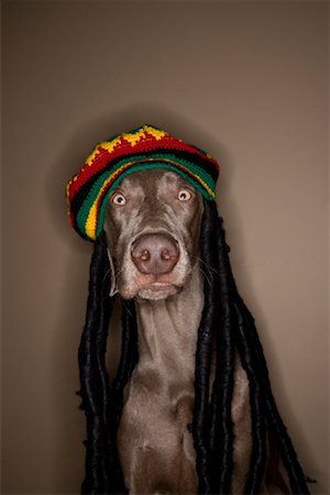 simsearch:700-00912301,k - Chien portant chapeau Rasta Photographie de stock - Rights-Managed, Code: 700-00912300