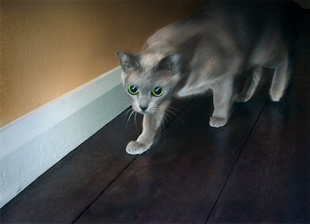 Cat Stalking Prey Stock Photo - Rights-Managed, Code: 700-00934533