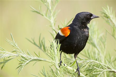 Red-Winged Blackbird, Ontario, Canada Foto de stock - Direito Controlado, Número: 700-00933468