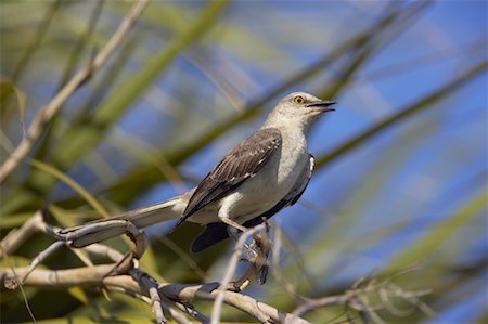 Northern Mockingbird, Osceola County, Florida, USA Stock Photo - Rights-Managed, Code: 700-00933475