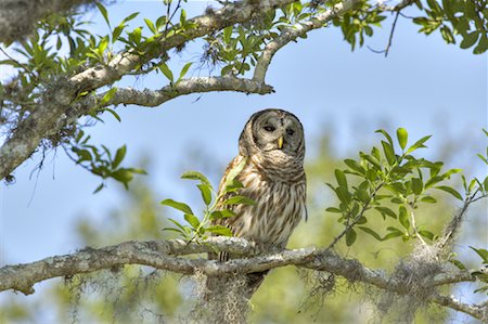 Chouette rayée, Osceola County, Floride, Etats-Unis Photographie de stock - Rights-Managed, Code: 700-00933476