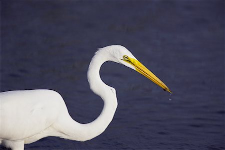 simsearch:700-00528978,k - Great Egret in Wetlands Marsh, Osceola County, Florida, USA Foto de stock - Direito Controlado, Número: 700-00933470