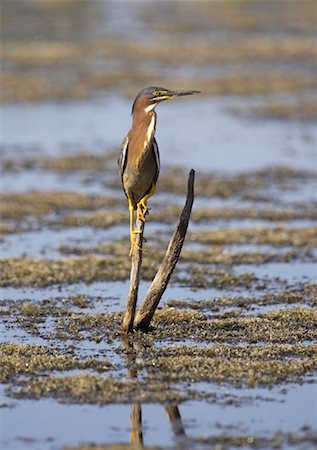 simsearch:6119-08242794,k - Green Heron in Wetlands Marsh, Florida, USA Foto de stock - Con derechos protegidos, Código: 700-00933471