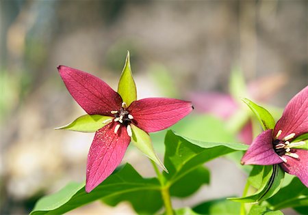 Red Trilliums, Ontario, Canada Fotografie stock - Rights-Managed, Codice: 700-00933484