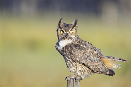 Great Horned Owl, Osceola County, Florida, USA Foto de stock - Con derechos protegidos, Código: 700-00933485