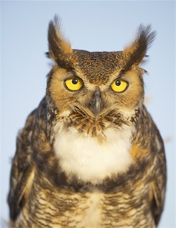 Great Horned Owl, Osceola County, Florida, USA Foto de stock - Direito Controlado, Número: 700-00933487