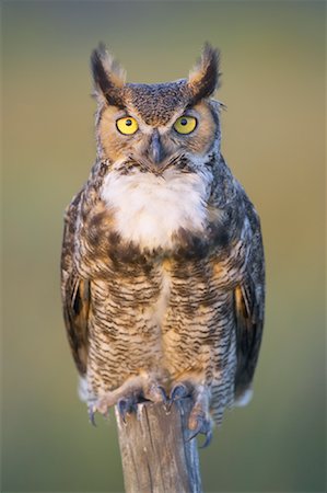 Great Horned Owl, Osceola County, Florida, USA Foto de stock - Con derechos protegidos, Código: 700-00933489