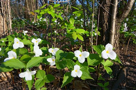 Trilliums, Ontario, Canada Stock Photo - Rights-Managed, Code: 700-00933481