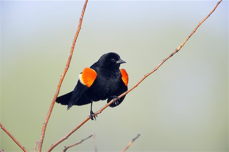 Red Winged Blackbird Foto de stock - Direito Controlado, Número: 700-00933494