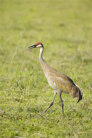 simsearch:700-00528978,k - Sandhill Crane, Florida, USA Foto de stock - Direito Controlado, Número: 700-00933496