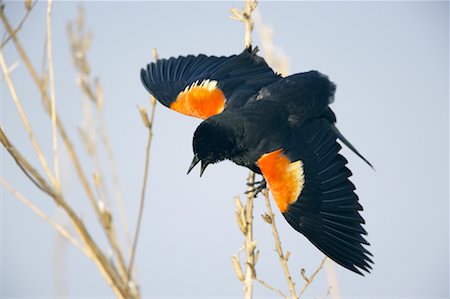 Red Winged Blackbird Stock Photo - Rights-Managed, Code: 700-00933493