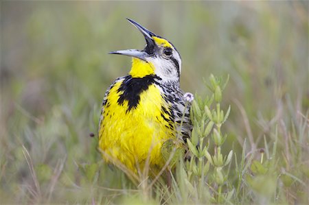 Meadowlark Stock Photo - Rights-Managed, Code: 700-00933505