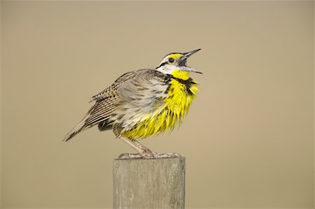 Meadowlark Stock Photo - Rights-Managed, Code: 700-00933506