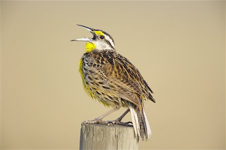 Meadowlark Stock Photo - Rights-Managed, Code: 700-00933507