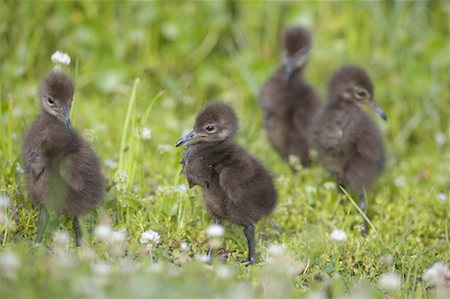 Poussins Limkin marcher dans les marais Photographie de stock - Rights-Managed, Code: 700-00933502