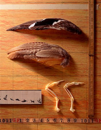Bird Wings, Wing Bones and Measuring Devices Fotografie stock - Rights-Managed, Codice: 700-00933515