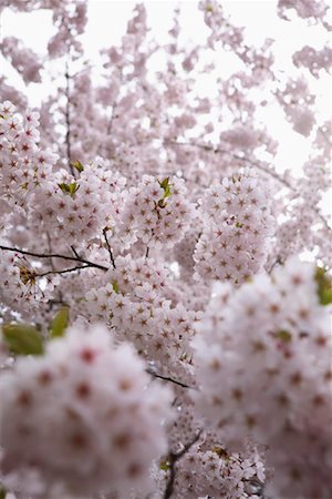 simsearch:700-02973219,k - Cherry Blossom, Tokyo, Japan Fotografie stock - Rights-Managed, Codice: 700-00947614