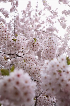 Cherry Blossom, Tokyo, Japan Stock Photo - Rights-Managed, Code: 700-00947614