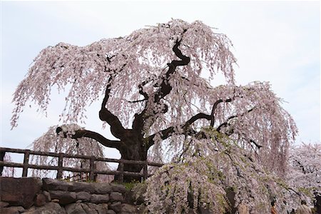 Cherry Blossom Tree, Tokyo, Japan Stock Photo - Rights-Managed, Code: 700-00947615