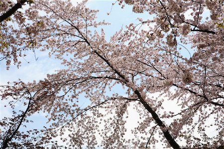 simsearch:700-02973219,k - Cherry Blossom, Tokyo, Japan Fotografie stock - Rights-Managed, Codice: 700-00947613