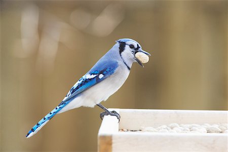 simsearch:700-01194888,k - Portrait of Blue Jay Stock Photo - Rights-Managed, Code: 700-00948184