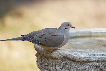 Portrait of Dove Foto de stock - Direito Controlado, Número: 700-00948185